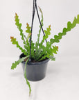 Fishbone cactus Epiphyllum anguliger Folia House