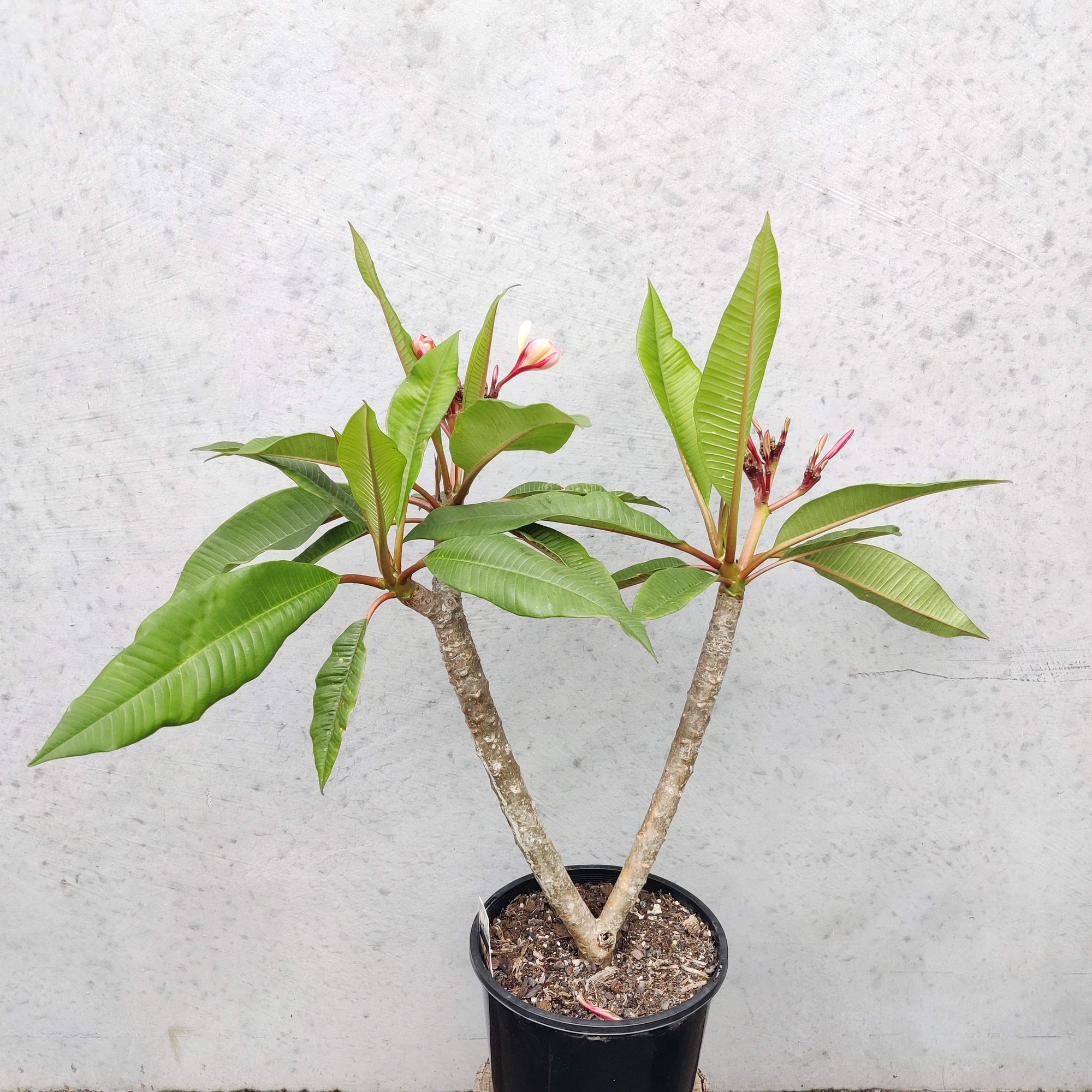 Frangipani Folia House