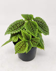 Friendship Plant (Pilea involucrata) Folia House