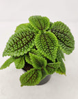 Friendship Plant (Pilea involucrata) Folia House