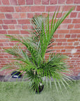 Golden Cane Palm - 25cm Pot Folia House