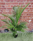 Golden Cane Palm - 25cm Pot Folia House