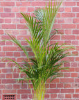 Golden Cane Palm - 25cm Pot Folia House