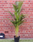 Golden Cane Palm - 25cm Pot Folia House