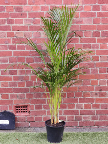 Golden Cane Palm - 25cm Pot Folia House