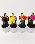 Grafted Cactus Folia House