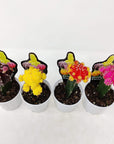 Grafted Cactus Folia House