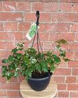 Grape Ivy (Cissus Rhombifolia Ellen Danica) - 20cm Hanging basket Folia House