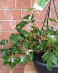 Grape Ivy (Cissus Rhombifolia Ellen Danica) - 20cm Hanging basket Folia House
