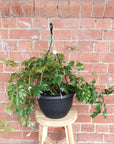 Grape Ivy (Cissus Rhombifolia Ellen Danica) - 25cm Hanging basket Folia House