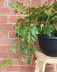 Grape Ivy (Cissus Rhombifolia Ellen Danica) - 25cm Hanging basket Folia House