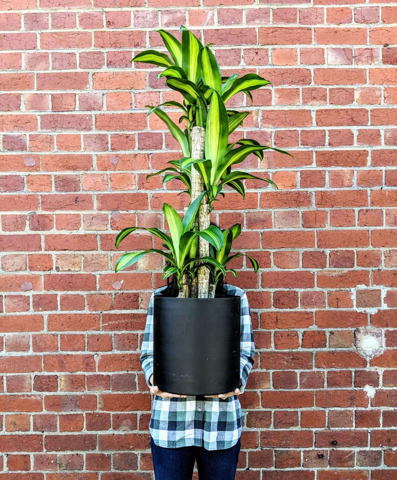 Happy Plant (Dracaena Frangans 'Massangeana') - 25 cm Pot Folia House