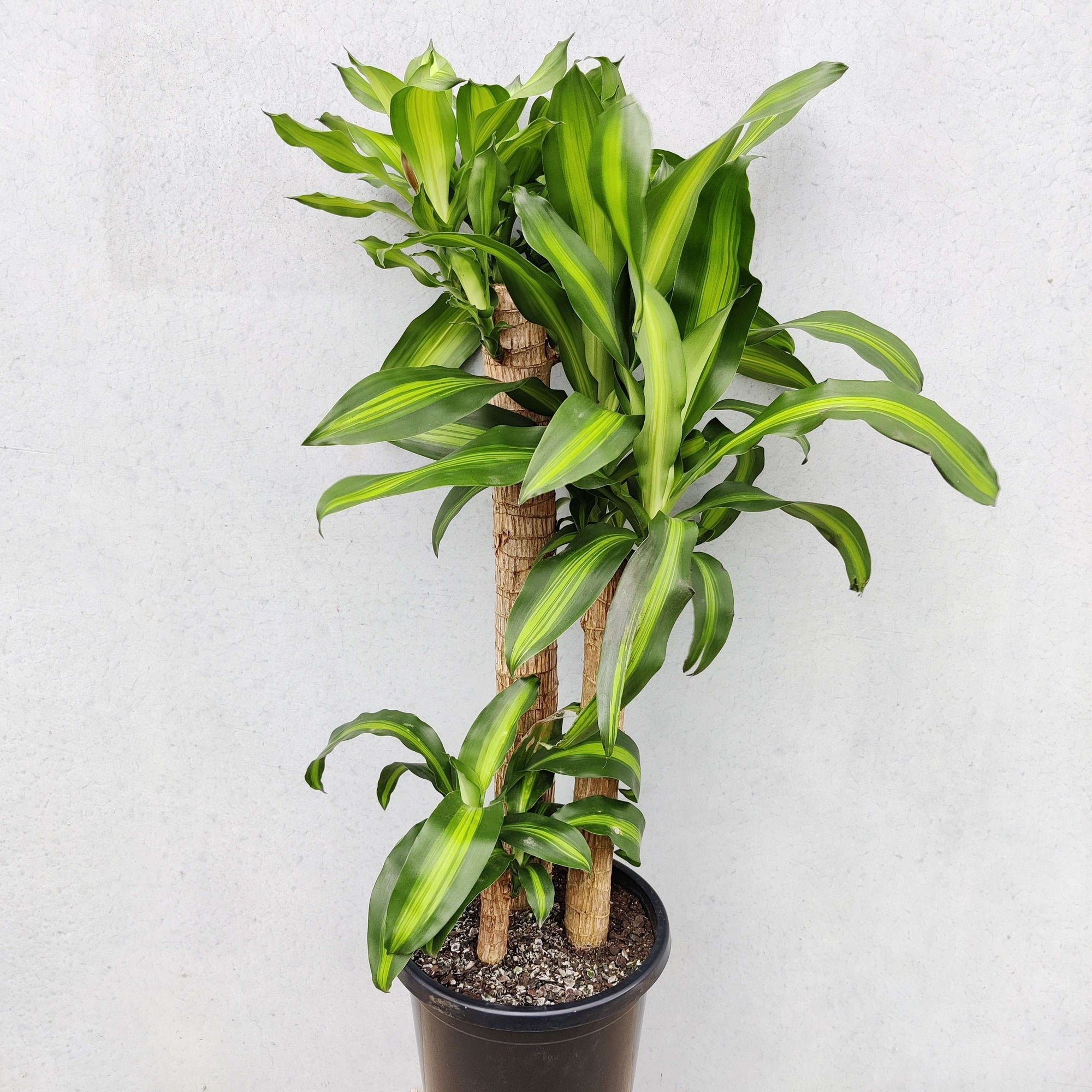 Happy Plant (Dracaena Frangans 'Massangeana') - 30cm Pot Folia House