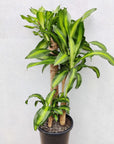 Happy Plant (Dracaena Frangans 'Massangeana') - 30cm Pot Folia House