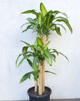 Happy Plant (Dracaena Frangans 'Massangeana') - 30cm Pot Folia House