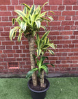 Happy Plant (Dracaena Frangans 'Massangeana') - 30cm Pot Folia House