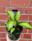 Happy Plant (Dracaena) - 13cm Pot Folia House