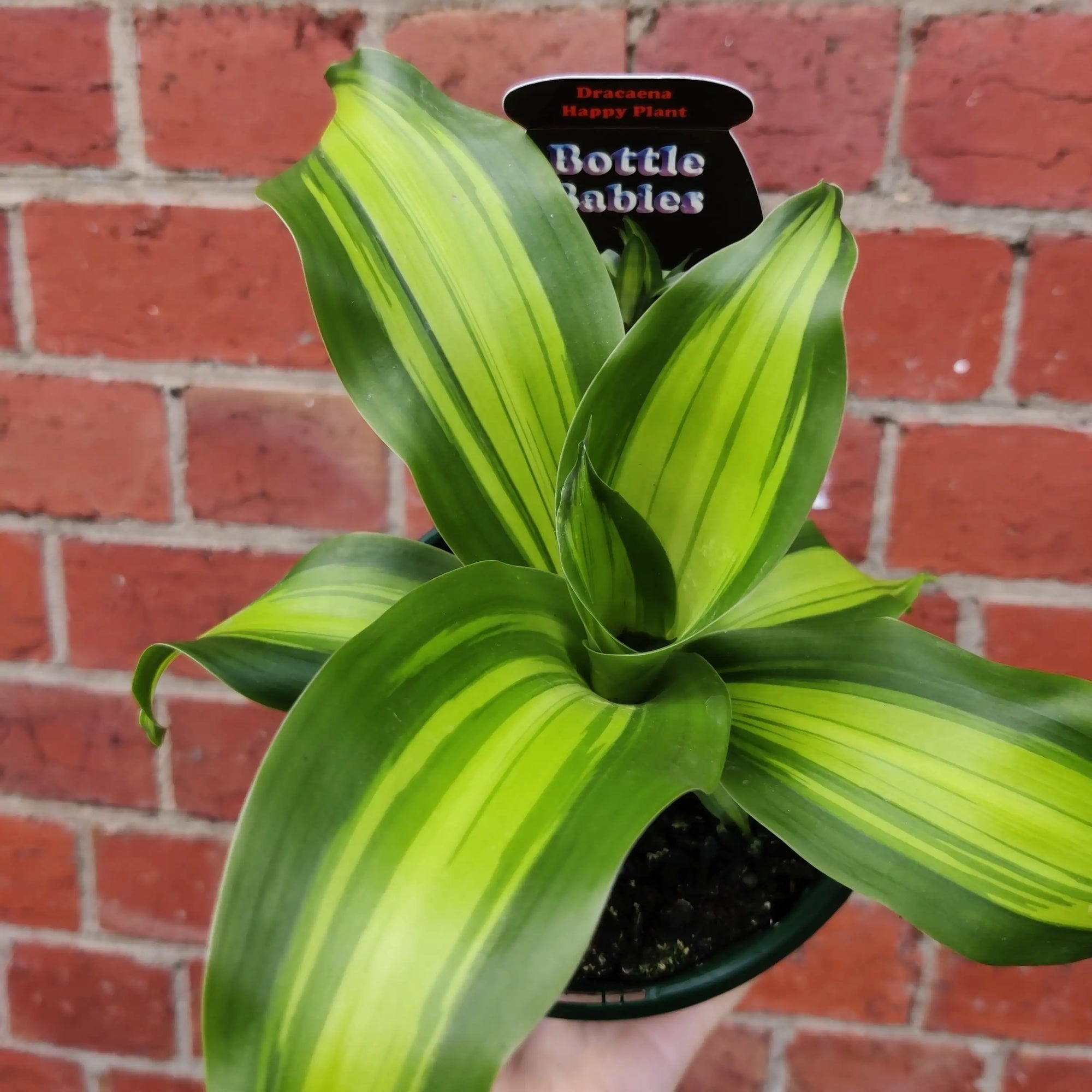 Happy Plant (Dracaena) - 13cm Pot Folia House