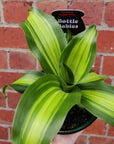 Happy Plant (Dracaena) - 13cm Pot Folia House