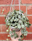 Hoya - Curtsii 'Thailand Form' (no. 203) - 13cm Hanging Basket Folia House