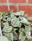 Hoya - Curtsii 'Thailand Form' (no. 203) - 13cm Hanging Basket Folia House
