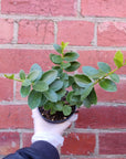 Hoya - Cumingiana (no. 63) - 10cm Pot Folia House