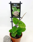 Hoya - Krinkle Giant Folia House