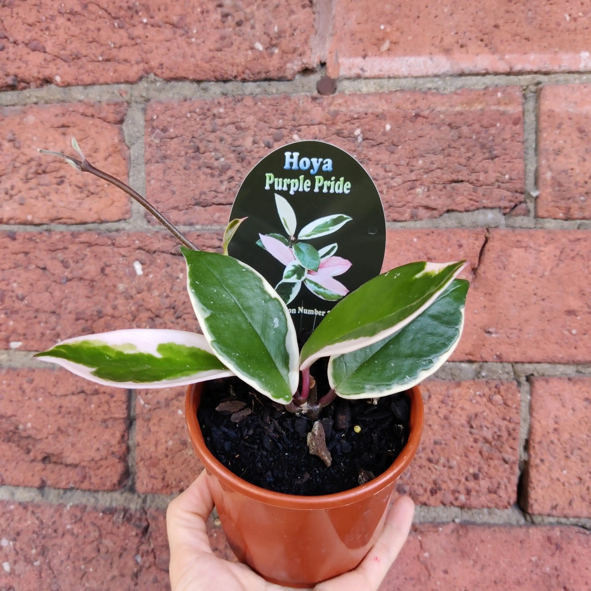 Hoya - Purple Pride (no 217) - 10cm pot Folia House