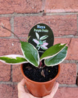Hoya - Purple Pride (no 217) - 10cm pot Folia House