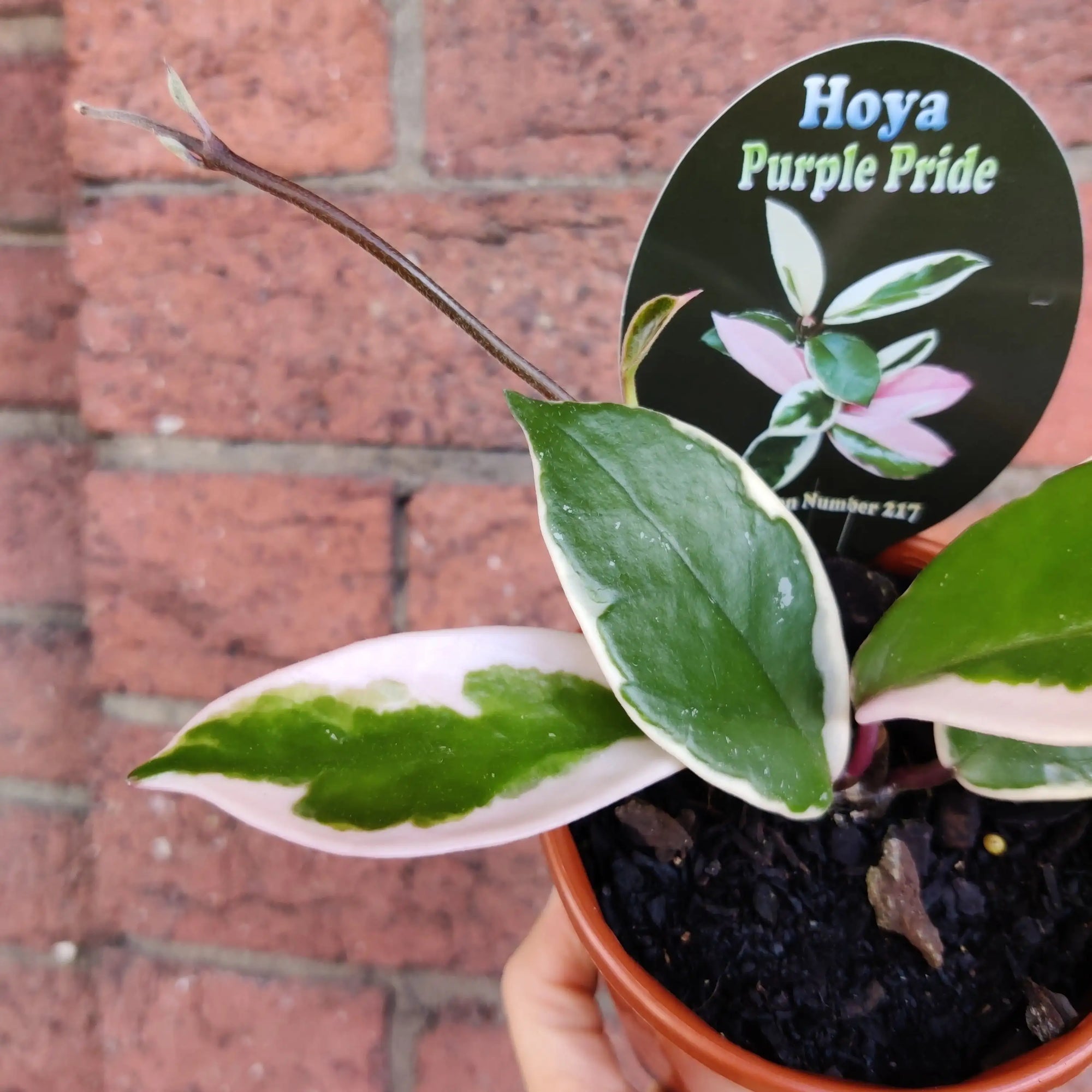 Hoya - Purple Pride (no 217) - 10cm pot Folia House