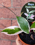 Hoya - Purple Pride (no 217) - 10cm pot Folia House