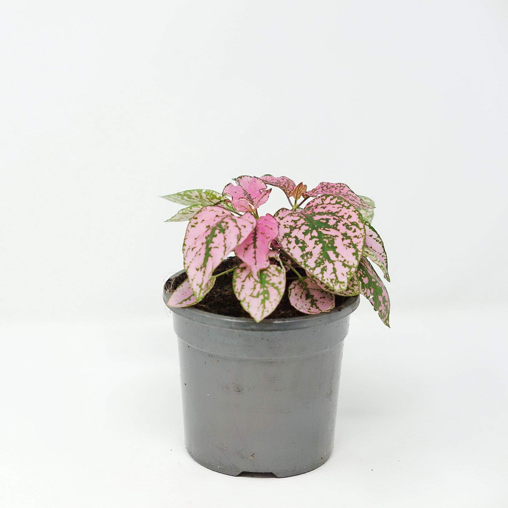 Hypoestes Pink Splash Folia House