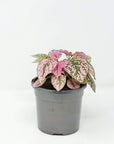 Hypoestes Pink Splash Folia House