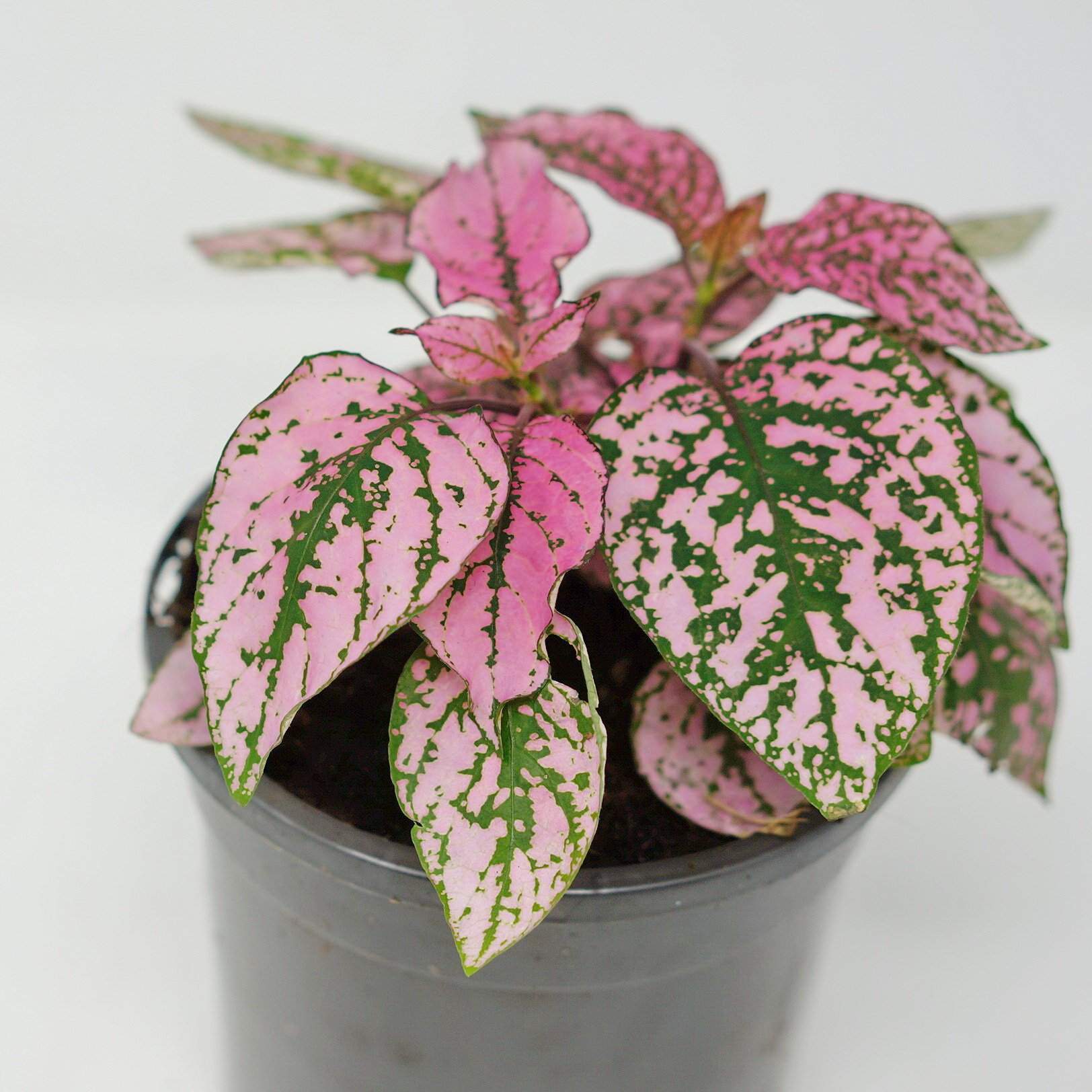 Hypoestes Pink Splash Folia House