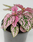 Hypoestes Pink Splash Folia House