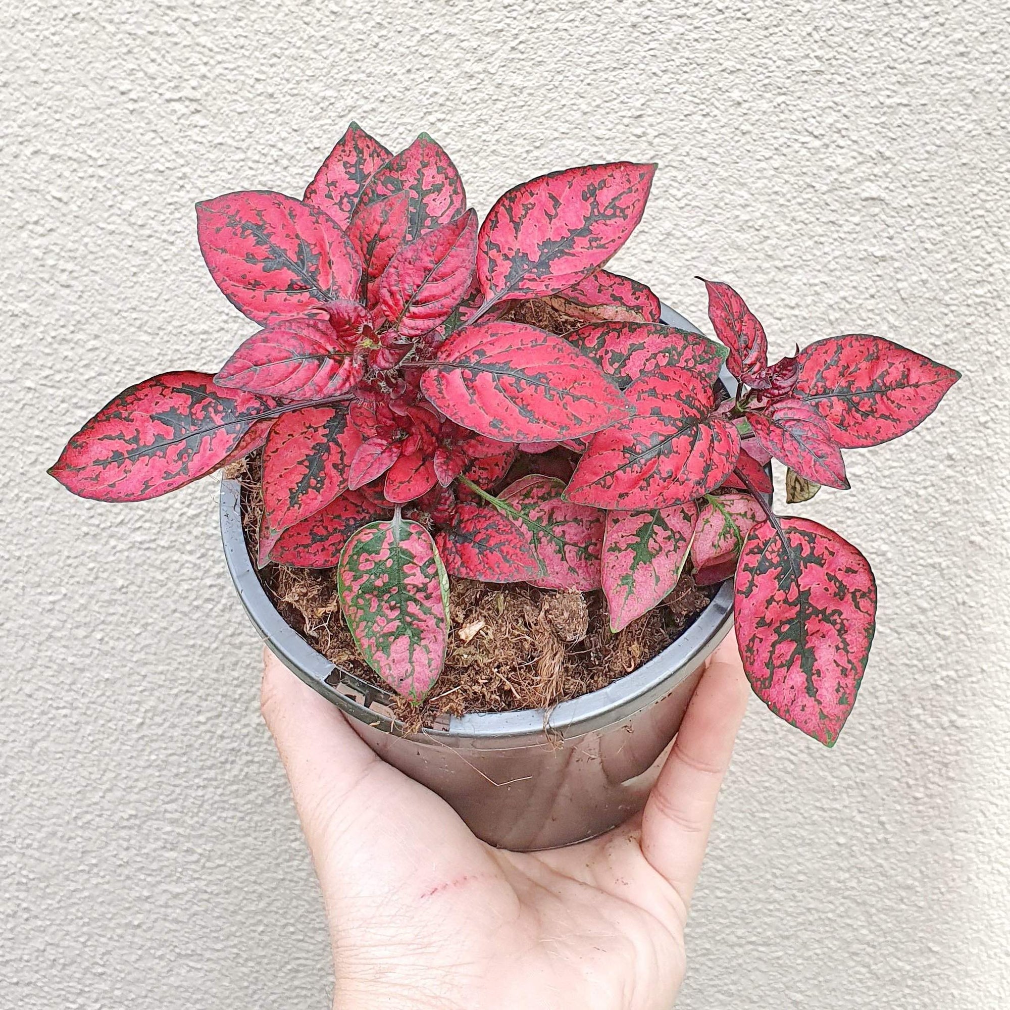 Hypoestes Red Splash Folia House