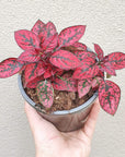 Hypoestes Red Splash Folia House