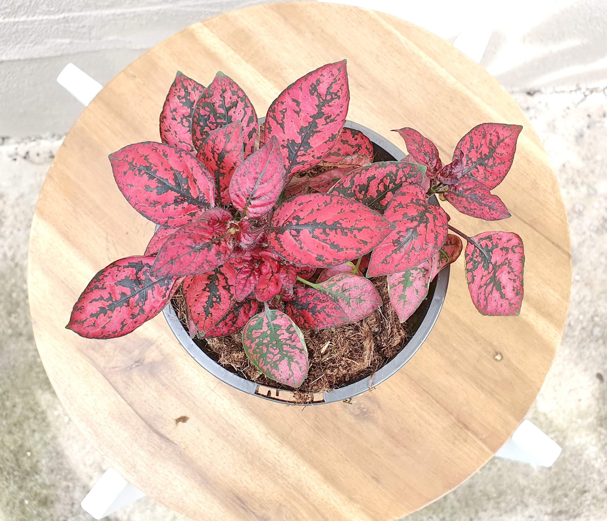 Hypoestes Red Splash Folia House