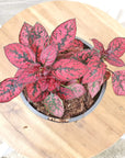 Hypoestes Red Splash Folia House