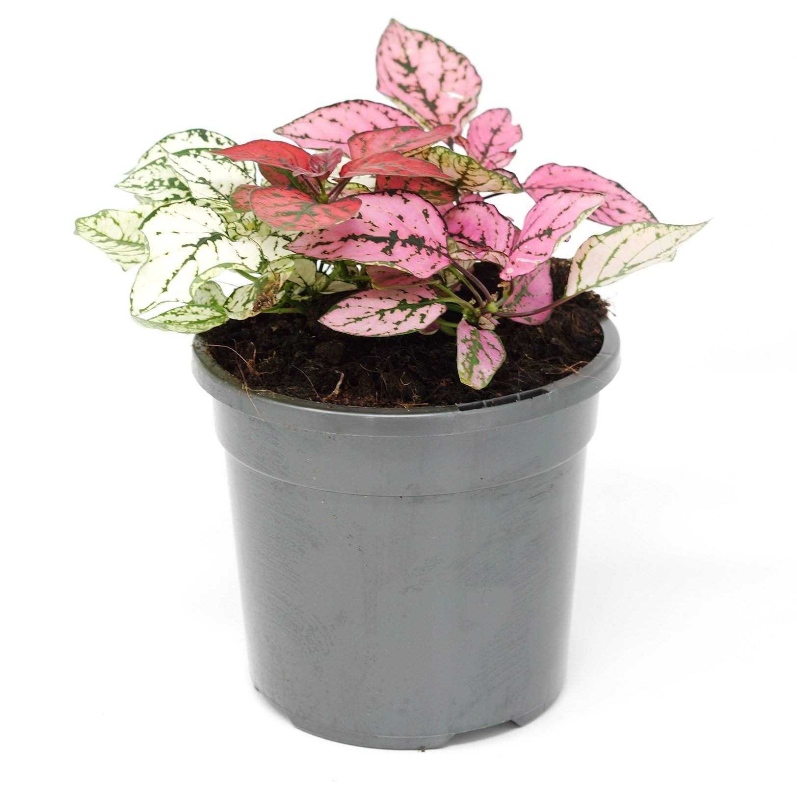 Hypoestes Triple Splash Folia House