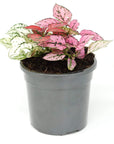 Hypoestes Triple Splash Folia House
