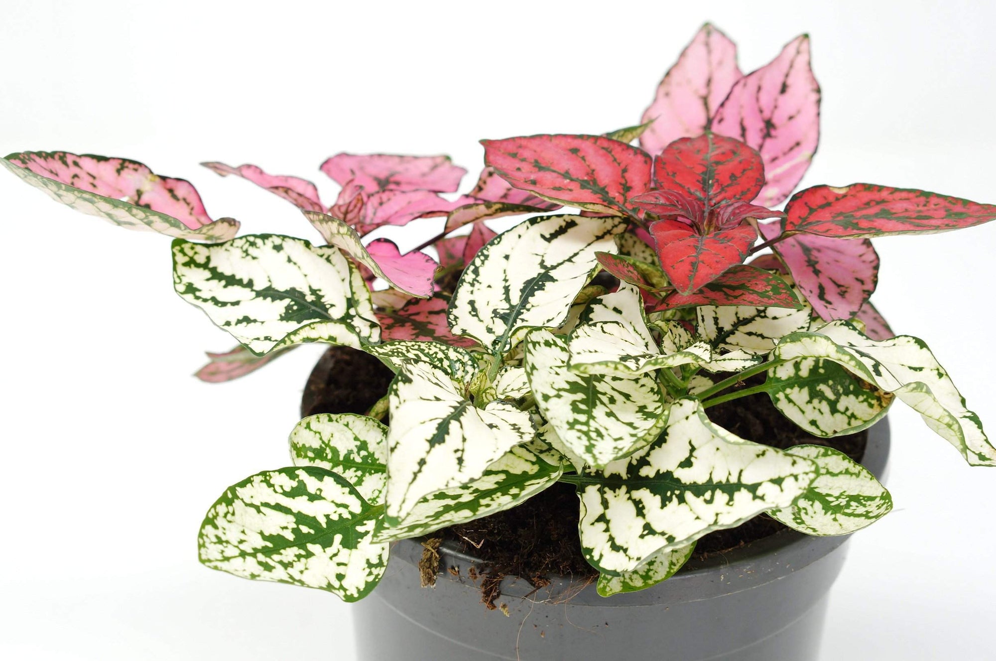 Hypoestes Triple Splash Folia House