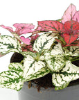 Hypoestes Triple Splash Folia House