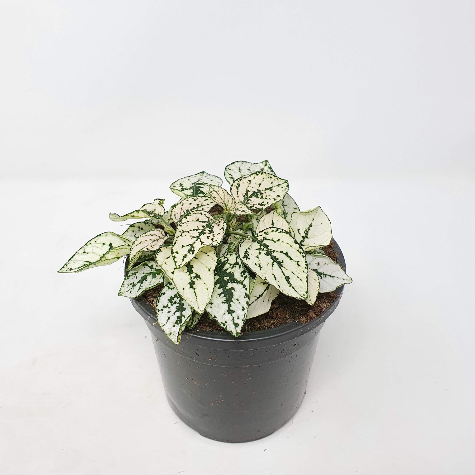 Hypoestes White Splash Folia House