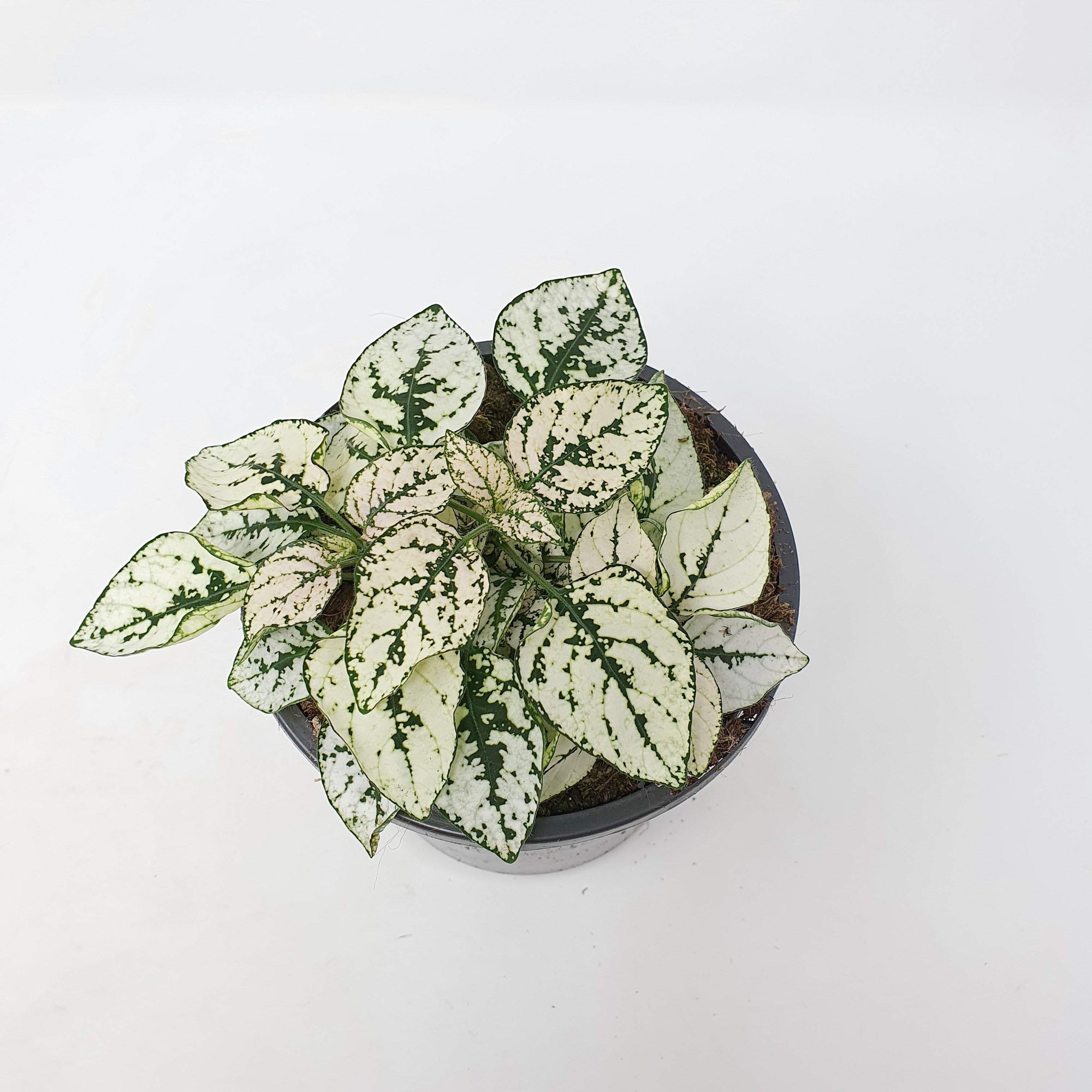 Hypoestes White Splash Folia House