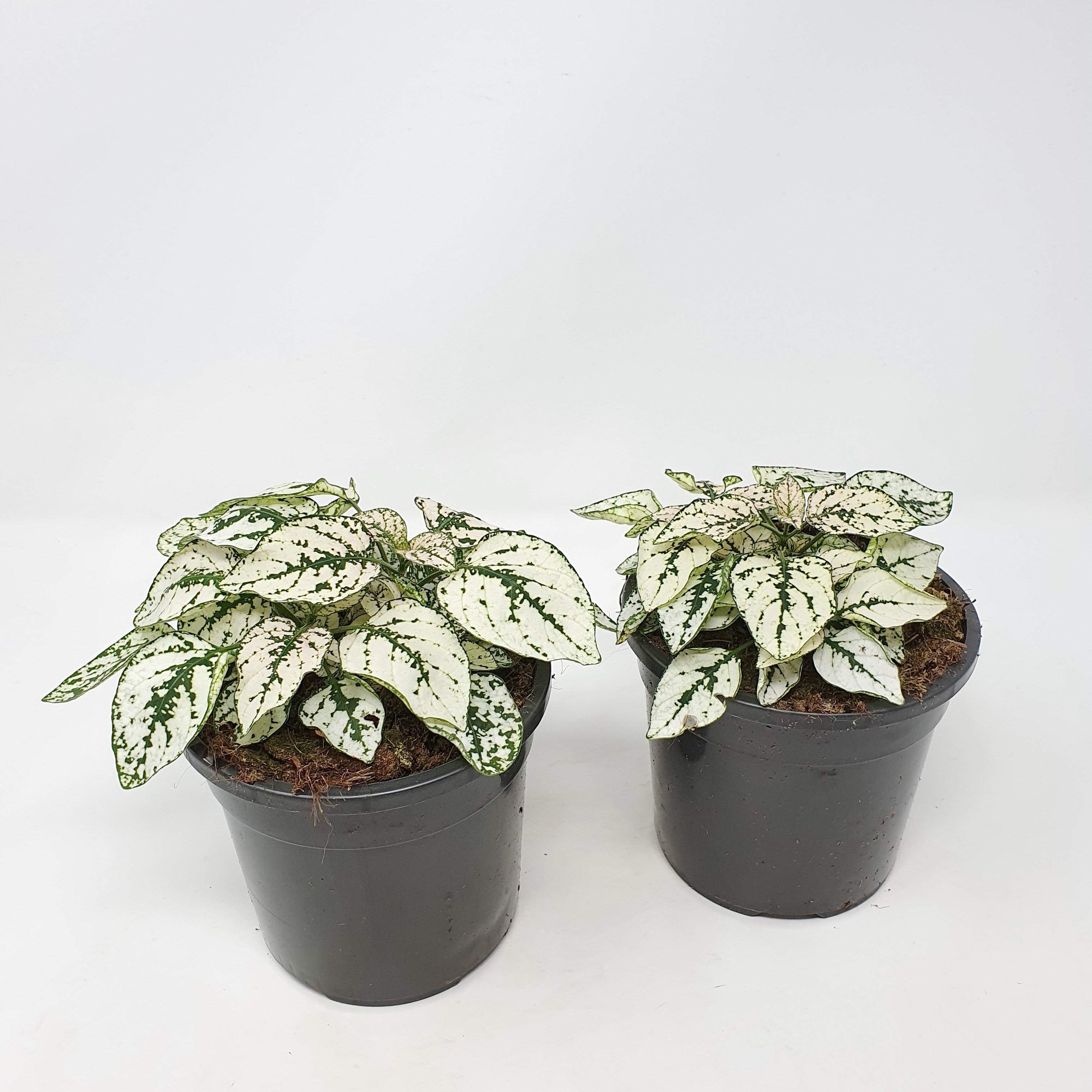 Hypoestes White Splash Folia House