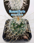 Mammillaria Magnifica - 7cm pot