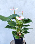Anthurium - Pink heart - 15cm pot