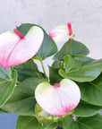 Anthurium - Pink heart - 15cm pot