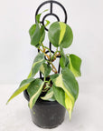 Philodendron Brasil - 13cm Pot